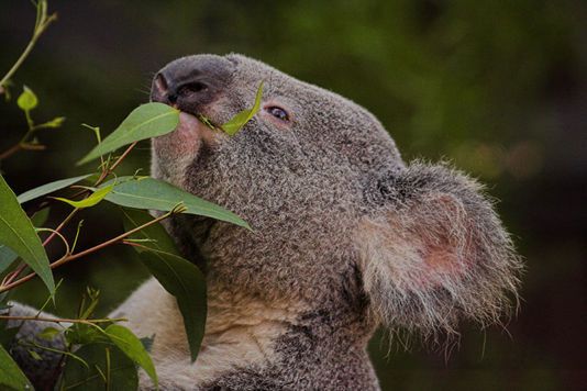 Tutmondo : biodiverseco : unu specio el ses minacata pri malapero fare de la klimataj ŝanĝiĝoj