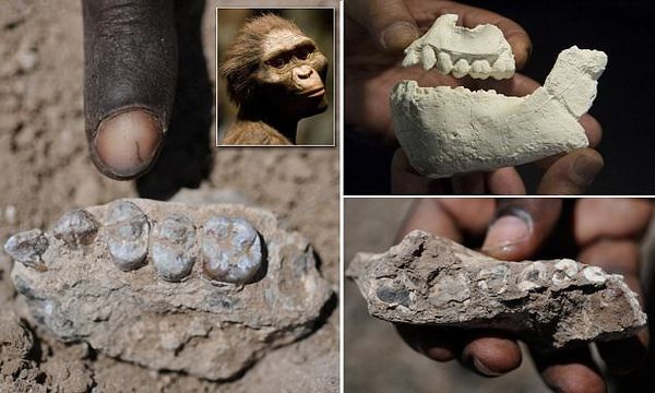 Etiopio : malkovro de aŭstralopiteko simila al la famkonata Lucy