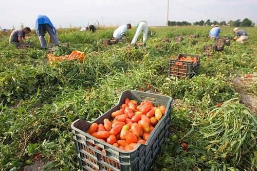 Italio : novaj sklavinoj en la kampoj sude de Italio