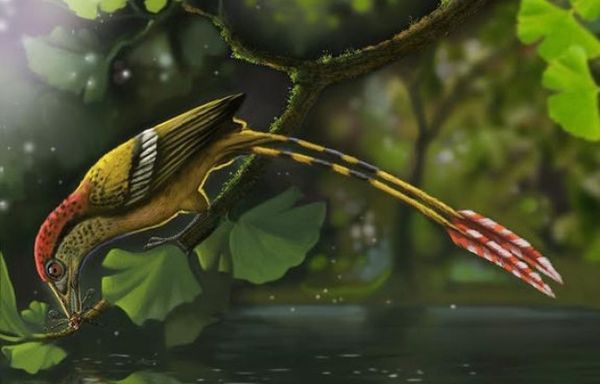 Esploristoj ĵus klarigis, la 2an de junio 2015, la misteron de birdo aĝa je 115 milionoj da jaroj, tridimensie fosiligita kun siaj plumoj, malkovrita en 2011 en Brazilo. http://www.livescience.com/