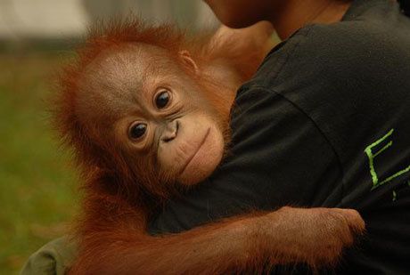 Indonezio : la lando kaj ties orangutanoj brulas en plena indiferenteco
