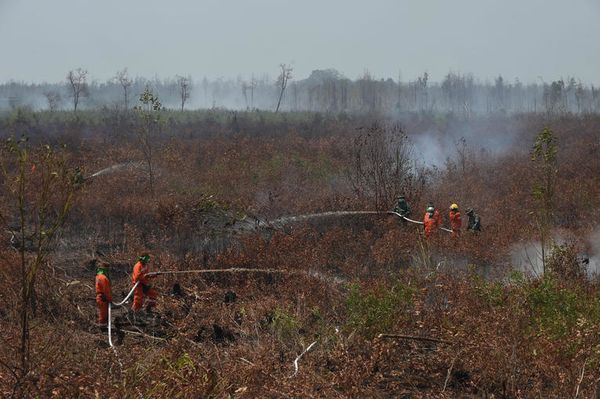 En septembro 2015, Indonezio frontis gravajn incendiojn en siaj arbaroj de palmoleo. PHOTO / ROMEO GACAD / AFP