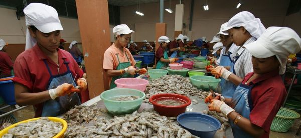 La uzino de CP Foods en Samut Sakhon, Tajlando, kie salikokoj estas produktataj por la superbazaro Carrefour. REUTERS/Chaiwat Subprasom.