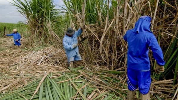 La sezonaj laboristoj laboras al la rikolto de sukerkano, en farmbieno de Piracicaba, Brazilo.Paulo Fridman/Bloomberg/Getty