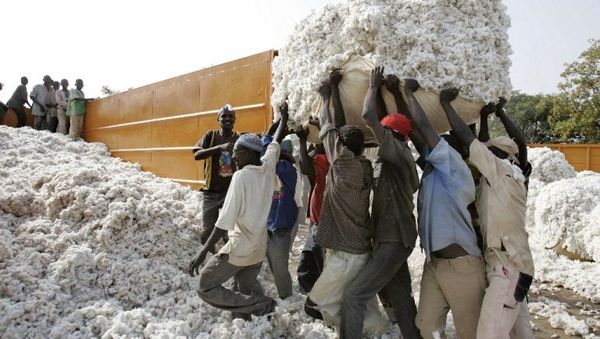 Foto : rikolto de kotono en Burkino, unu el la ĉefaj ekonomiaj resursoj de la lando. © AFP/ISSOUF SANOGO