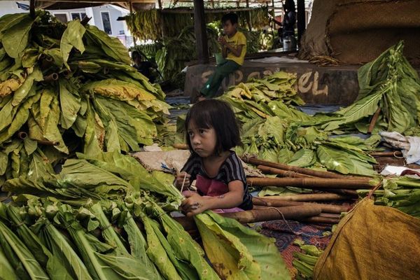 Indonezio : miloj da infanoj laboras en tabakplantejoj
