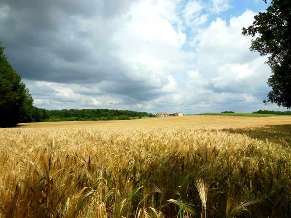 Parole de Thay sur le changement climatique
