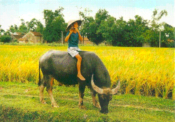 Cours de Vietnamien