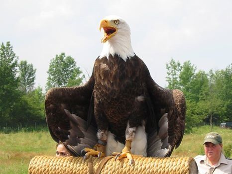 LE SECRET DE LA VIE DE COUPLE DE L’AIGLE