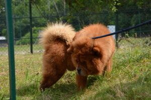 CHOUCHOU EUTHANASIE ? ?