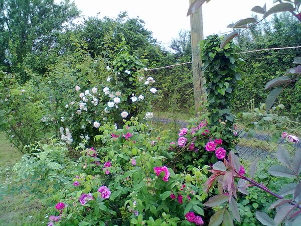 OPEN GARDENS/JARDINS OUVERTS à SAINT-SULPICE D'EXCIDEUIL