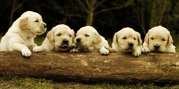 LES CHIOTS