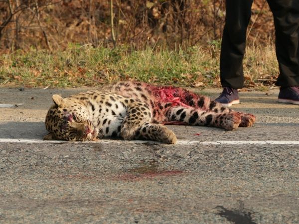 MORT SUR LA ROUTE