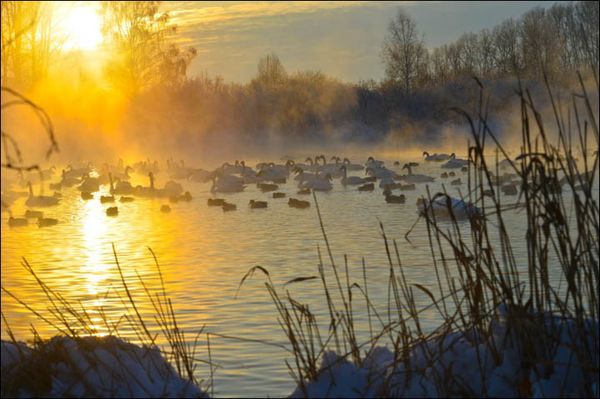 LE NOUVEAU LAC DES CYGNES