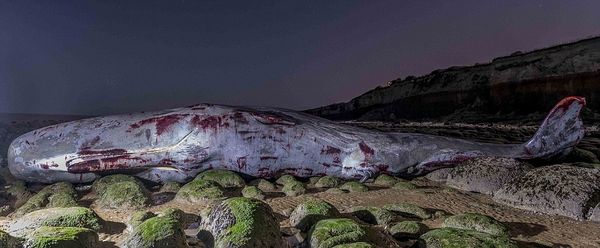 LA MORT DU TAUREAU
