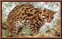 Chat gratuit 66