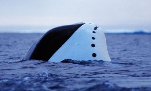 REINE DES GLACES, MATRIARCHE DU MONDE