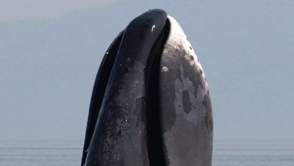 REINE DES GLACES, MATRIARCHE DU MONDE