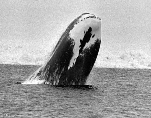 REINE DES GLACES, MATRIARCHE DU MONDE
