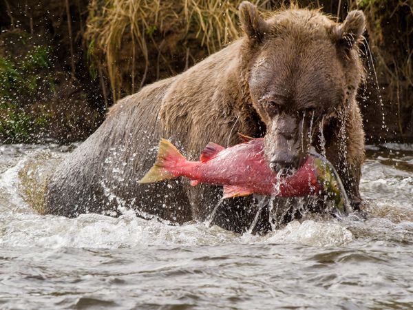OURS MIGRATEURS