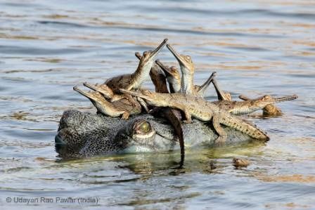 LE GAVIAL REFAIT SURFACE