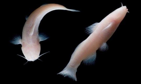 POISSONS PROTEES