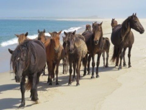 QUAND LE PHOQUE NOURRIT LE CHEVAL