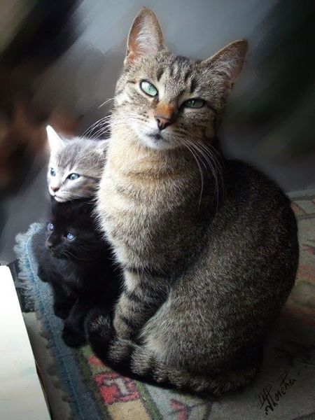 CHATS-Lachouette et lesTwins