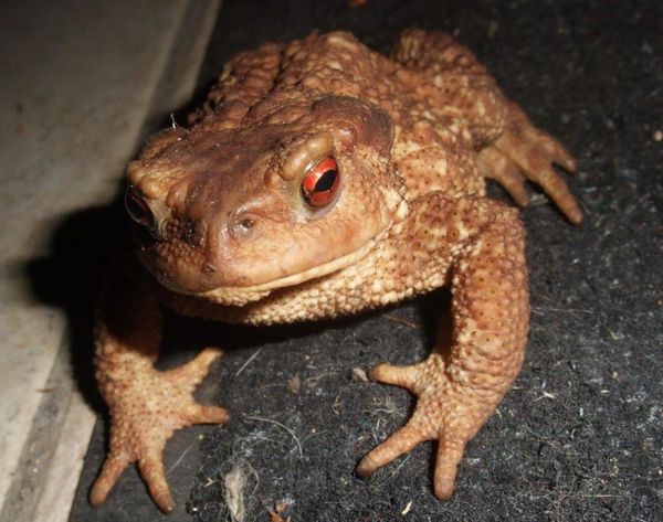 crapaud-DSCF 9141