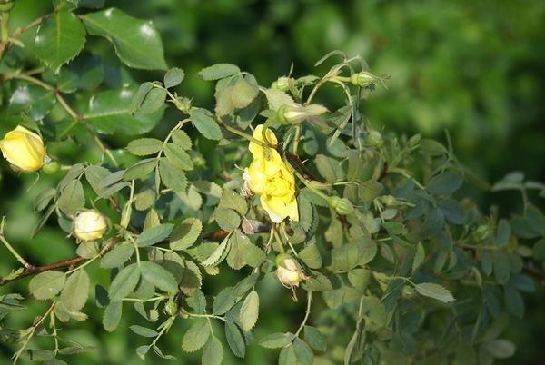 Rosa persiana foetida et une rose jaune que j'identifie comme Michelangelo