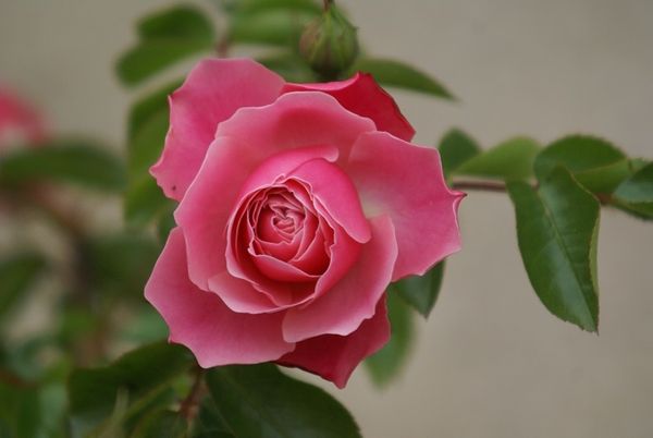 Une rose, un jour : Léonard de Vinci