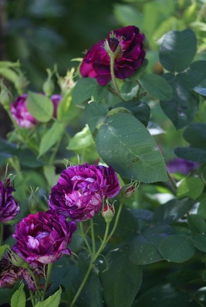 Une rose, un jour : Panachée d'Angers