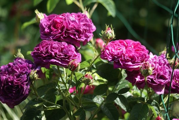 Une rose, un jour : Charles de Mills
