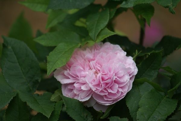 Une rose, un jour : Jacques Cartier