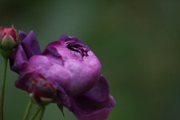 On peut encore trouver des roses