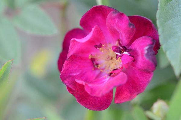 Bientôt au jardin : Cyclope