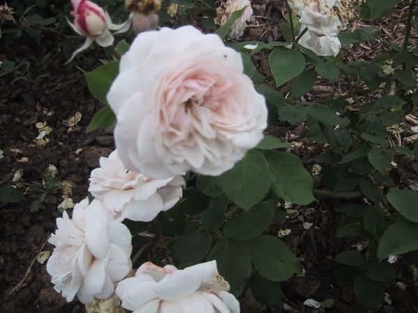 Nouveauté au jardin : Comtesse de Rocquigny