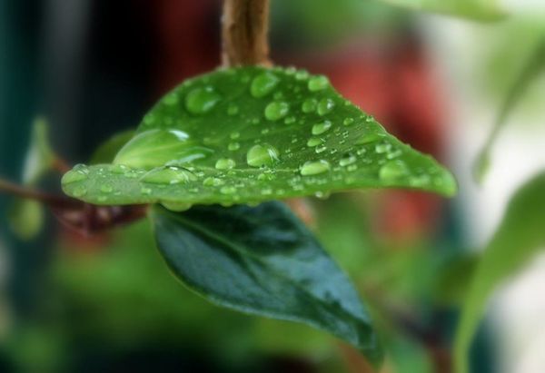 Les perles d’eau
