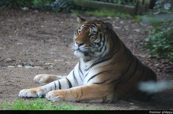 tigres de Sibérie au zoo