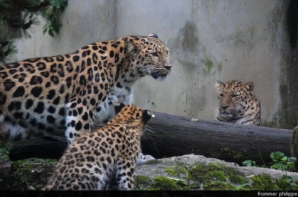 La panthère de l’Amour au zoo