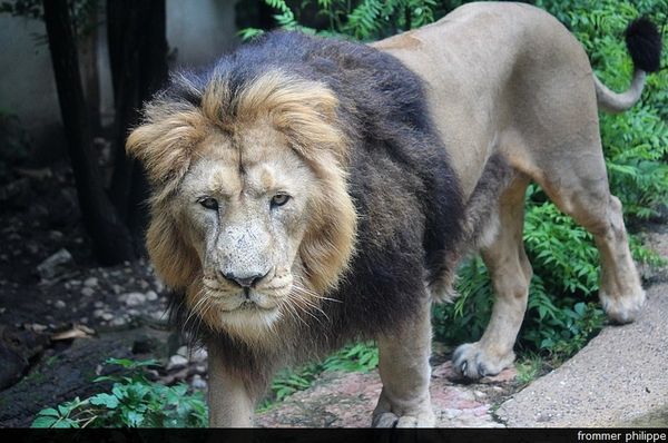 le lion, le roi du zoo !