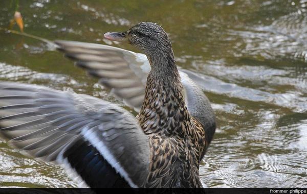 Canard Colvert