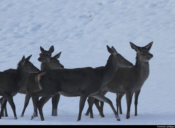 Biche dans la neige