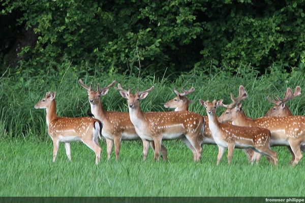 belles troupes de mâle daims
