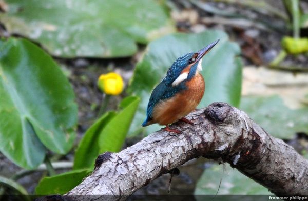 le martin pêcheur guettant les poissons