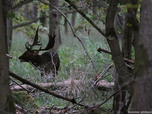 Brame dans les bois