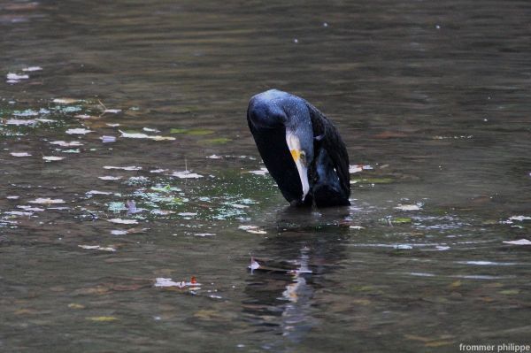 Le regard du grand cormoran déterminé
