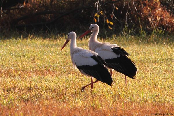 Cigogne, héron cendre, et Cygne