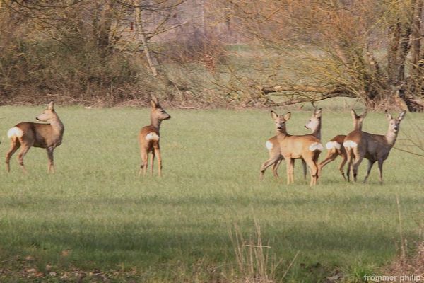 chevreuil en groupe