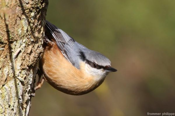 Sittelle torchepot ,Mésange charbonnière et Mésange bleue